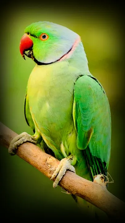 Jungle World Indian Parrot (1)