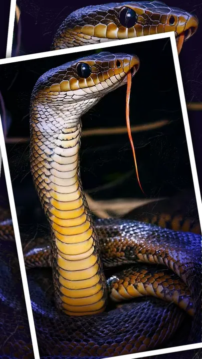King Cobra Is The Longest Venomous Snake In The World (1)
