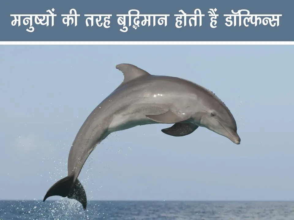 dolphins