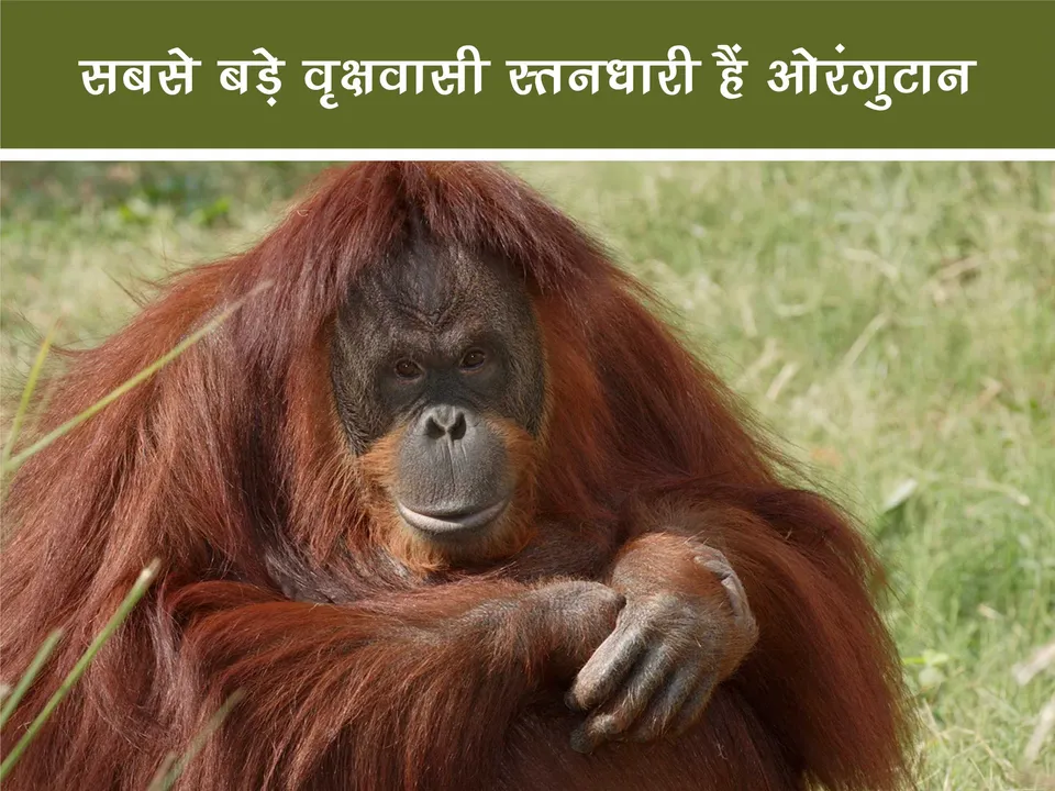 Orangutan 