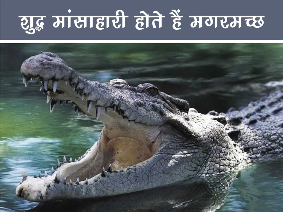 Crocodile in their natural habitat