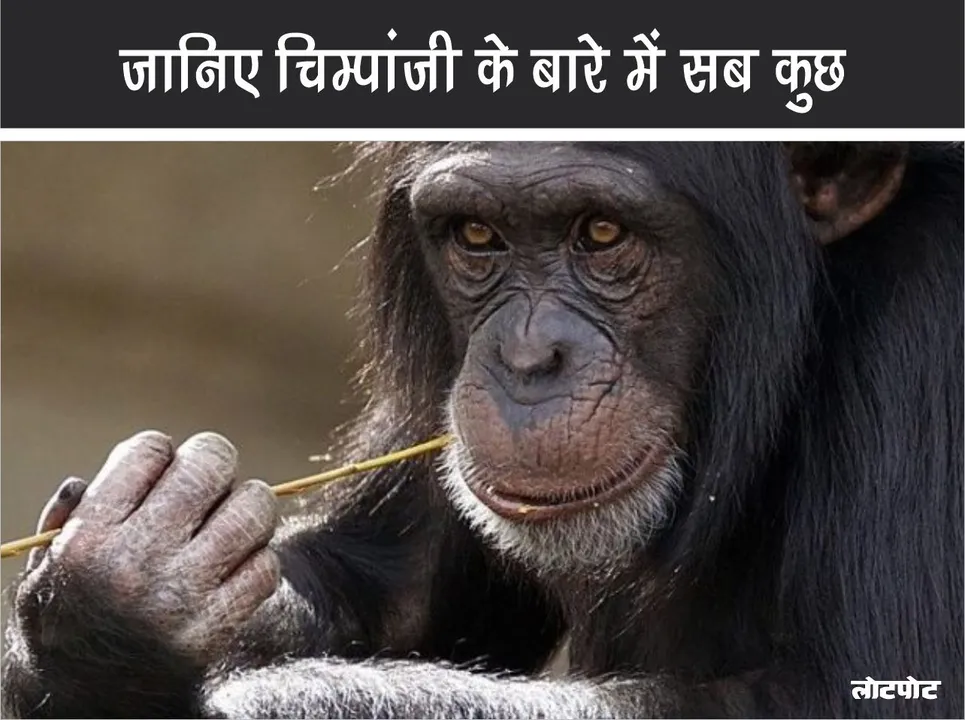 Amazing Chimpanzee Know everything about this adorable creature