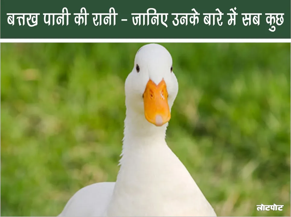 Duck Queen of Wate Know everything about her