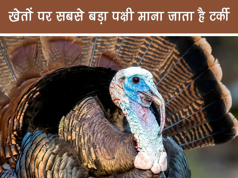 Turkey bird