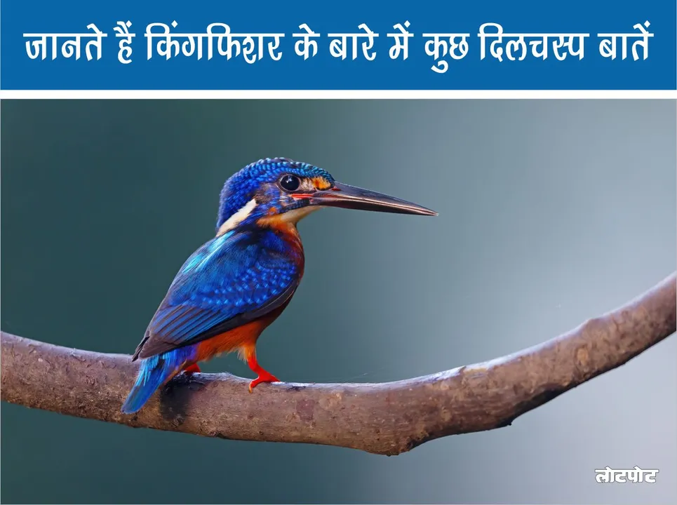 Let us know some interesting things about Kingfisher