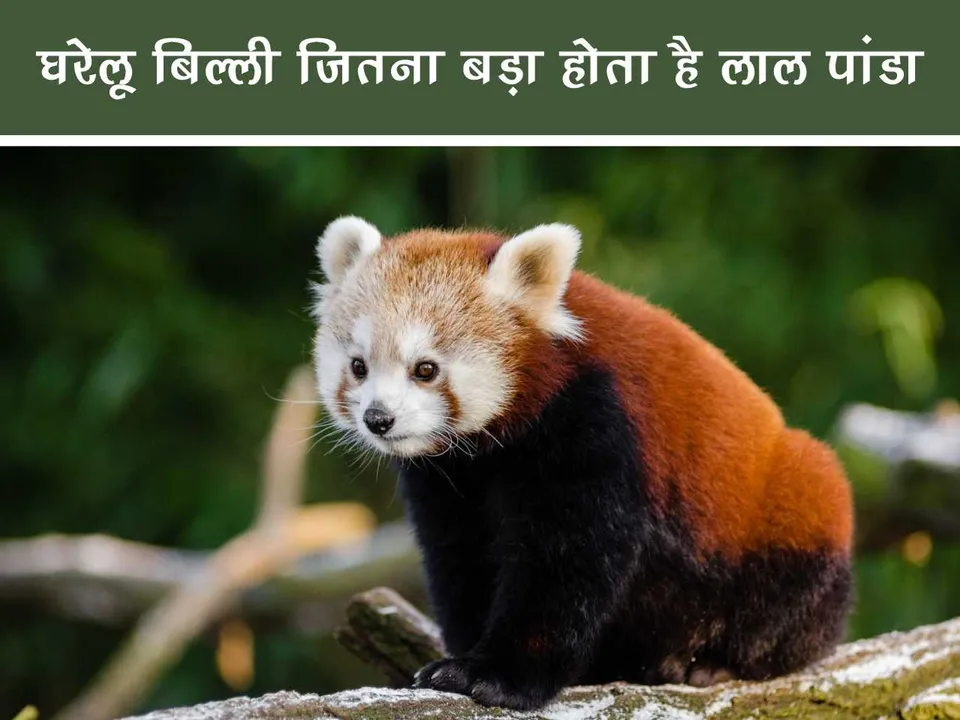 Red Panda 