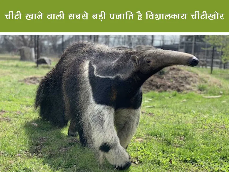 Giant anteater 