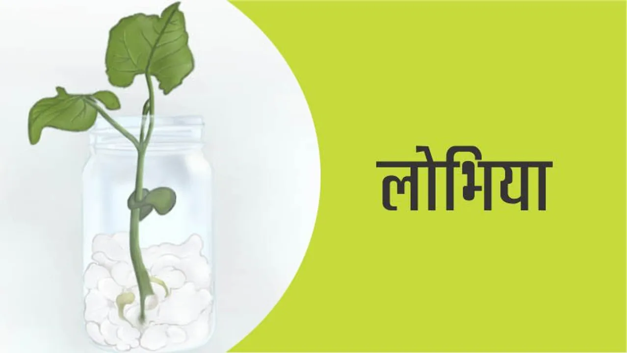 Easy Craft: How to grow a Lobhia in a jar