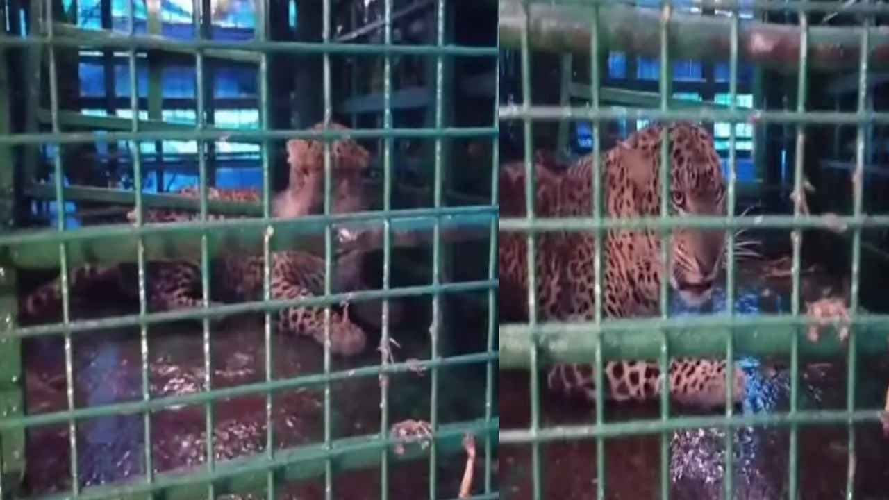  leopard that girl caught; Pachaimalai Pradesh a safe haven for wildlife Photograph: (kovai) 