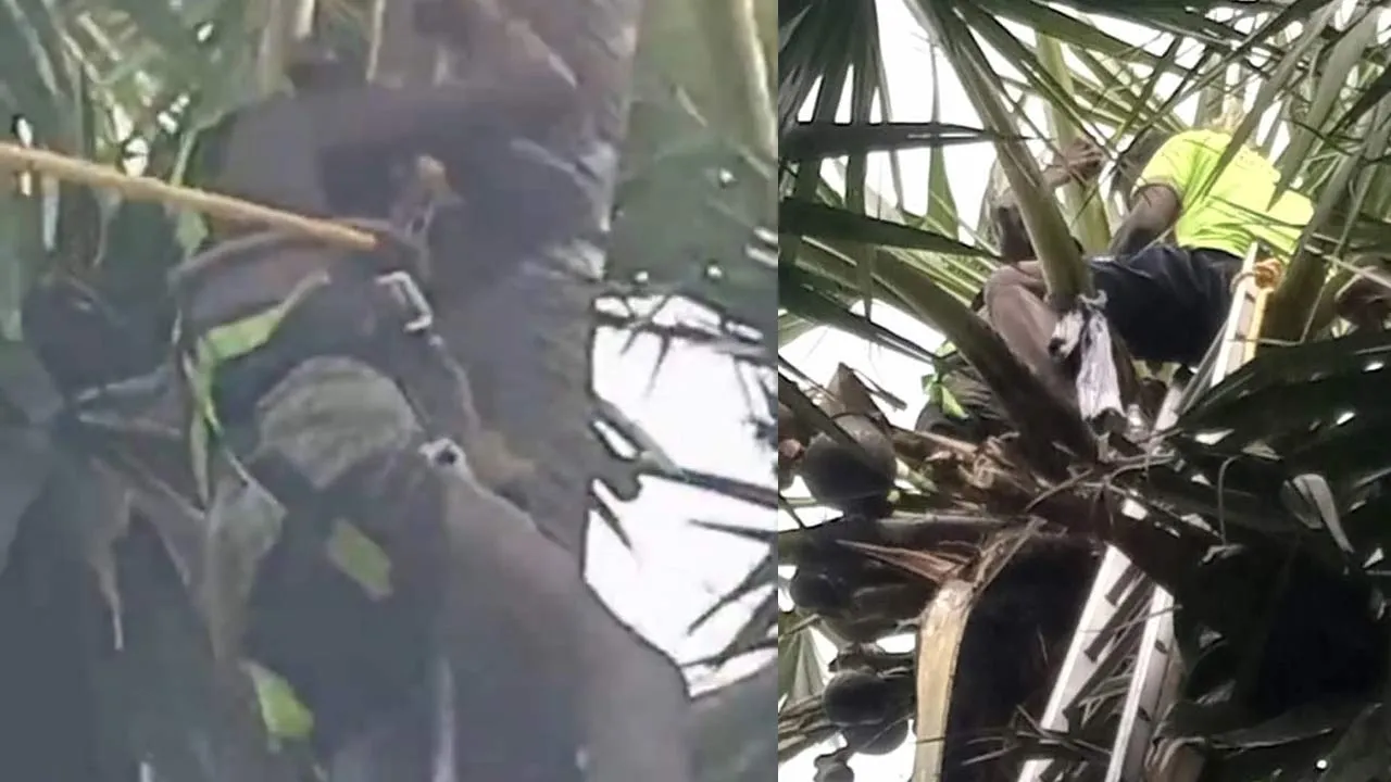  திடீர் பக்கவாதம்: மரத்தின் உச்சியில் இருந்து இறங்க முடியாமல் பரிதவித்த தொழிலாளி - திக் திக் நிமிடங்கள்!