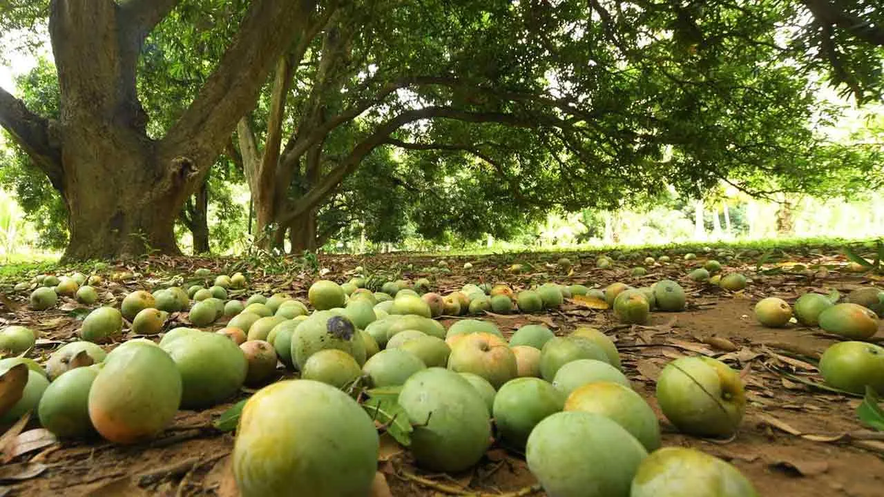  'Tamil Nadu mangoes being sent back' - Mango farmers in tears Photograph: (mango) 