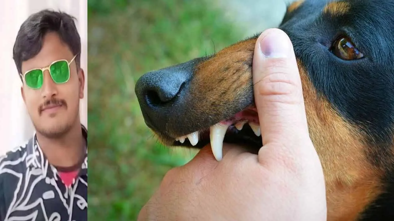  Graduate lose their live after being bitten by a dog; shock in Hosur Photograph: (dog) 