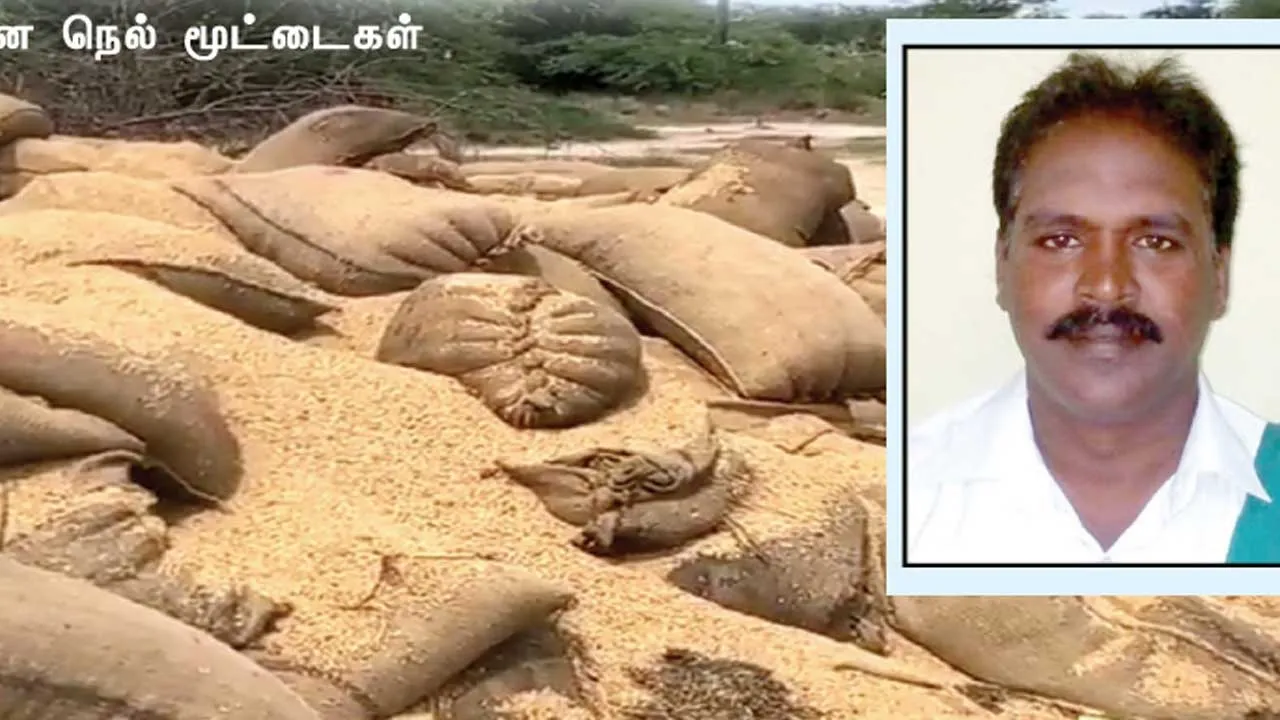  அலட்சிய அதிகாரிகள்  பல்லாயிரம் நெல்  மூட்டைகள் நாசம்