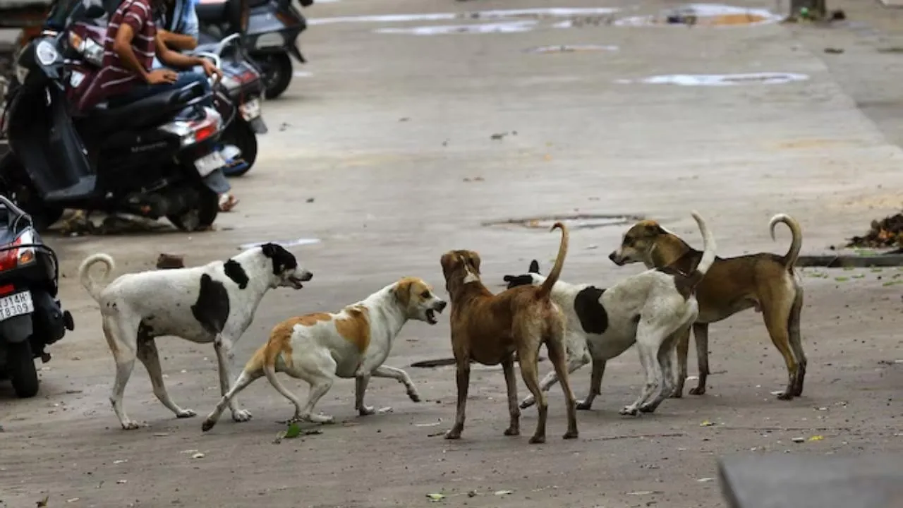  Supreme Court questions Why shouldn’t you feed stray dogs at home? 