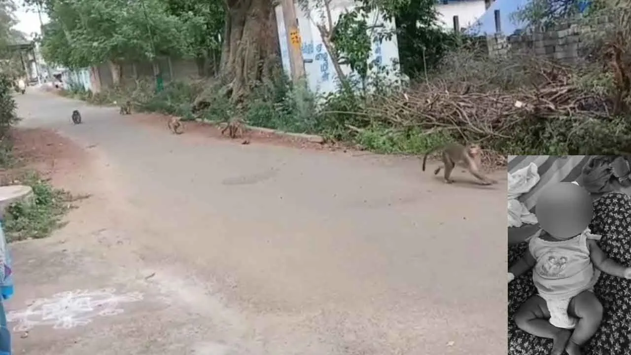  பச்சிளங்குழந்தைகளைக் கடித்துக் குதறிய குரங்குகள்; அச்சத்தில் கிராம மக்கள்!