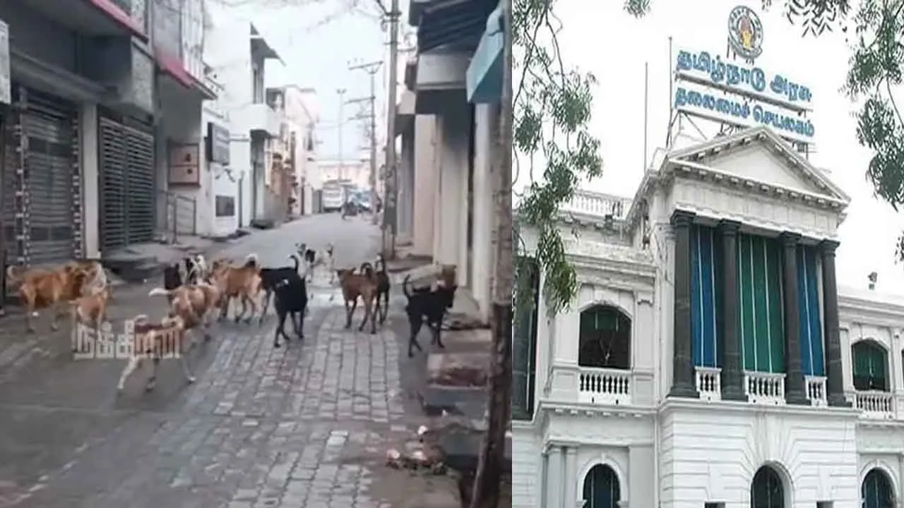  “தெரு நாய்களைக் கருணைக் கொலை செய்ய அனுமதி” - தமிழக அரசு உத்தரவு!