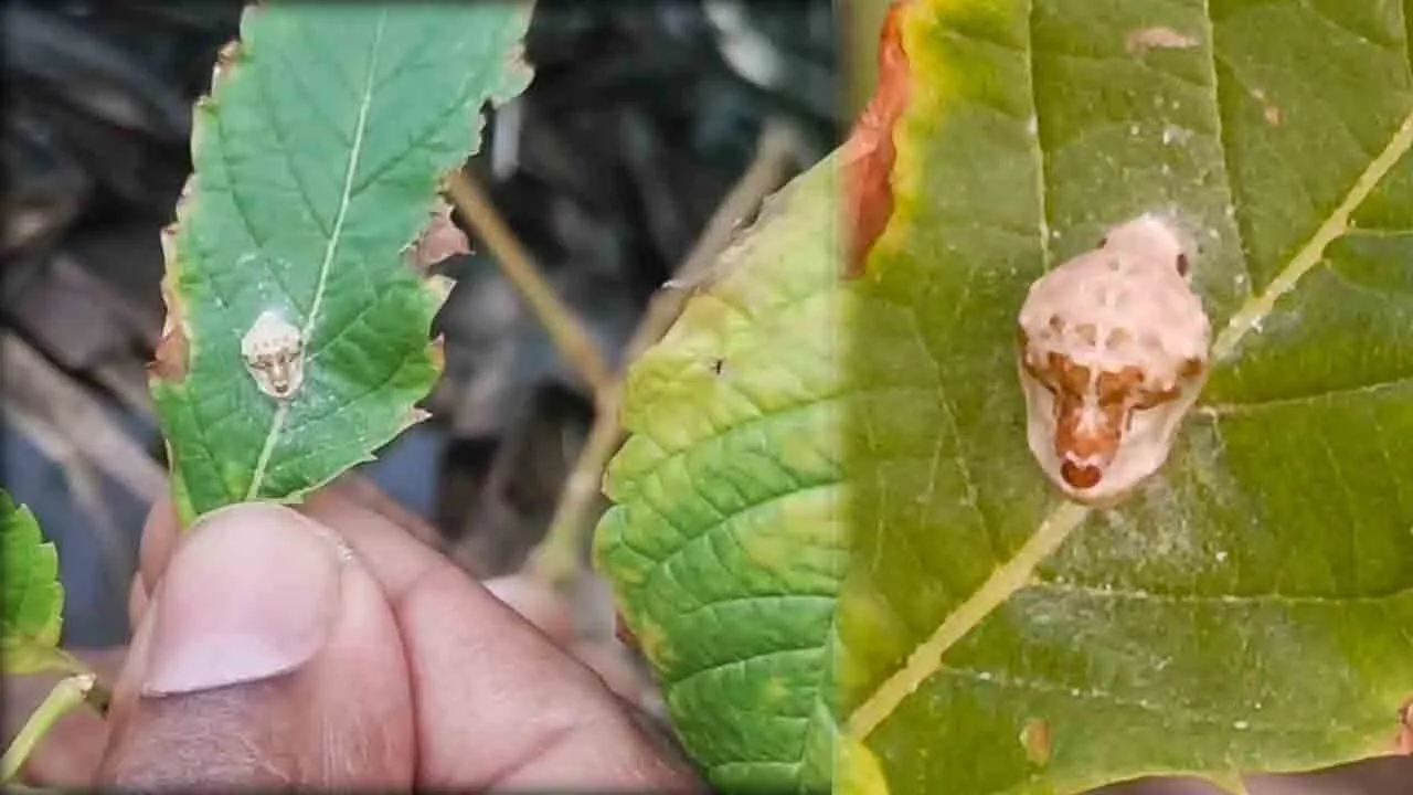  இலையில் தென்பட்ட முகம்; ஆச்சரியத்தில் ஆழ்ந்த மக்கள்!