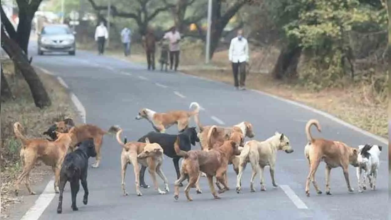  'Eight weeks is enough...' - Supreme Court orders action in stray dog bite case Photograph: (dog issue) 