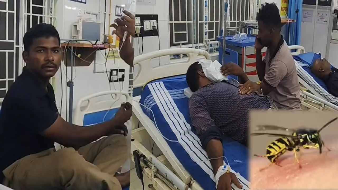  11 people injured after being bitten by a bee at the house of a former AIADMK leader Photograph: (pudukottai) 
