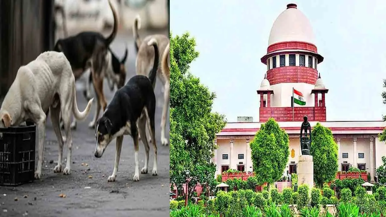  Supreme Court orders orders There should be no compromise, stray dogs should be caught immediately 