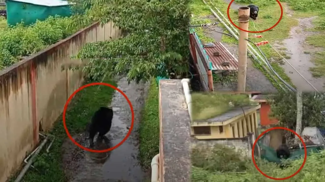  Bear enters residential area; Forest Department struggles to chase it away Photograph: (nilgiri) 