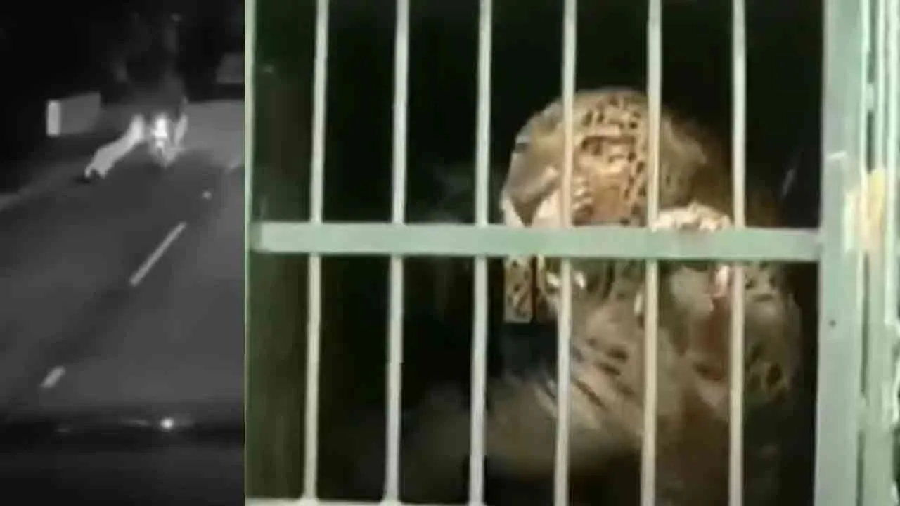  பைக்கில் சென்றவரைத் தாக்க முயன்ற சிறுத்தை பிடிபட்டது!