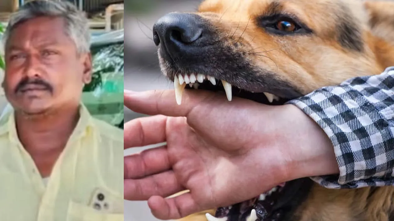  Rabies Pays to Dog Bite; One Closer to Their Live Pays to Negligence - Shock in Konganapuram Photograph: (salem) 