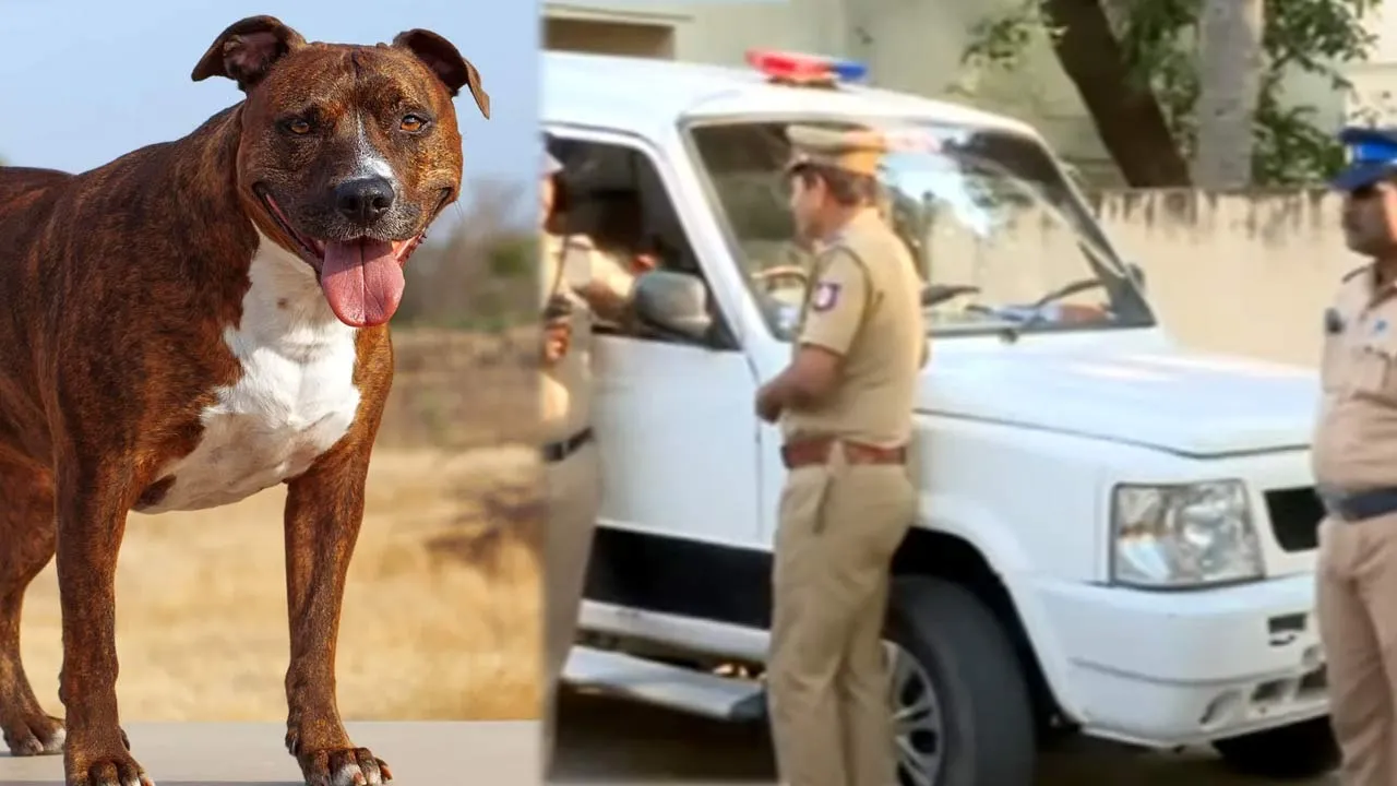  One person lose their live after being bitten by a pitbull dog - After Salem, shock in Chennai too Photograph: (chennai) 