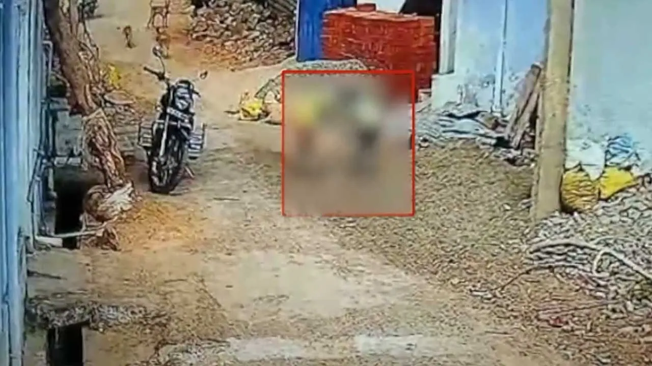  Dog bites boy - panic in Nellai Photograph: (cctv) 