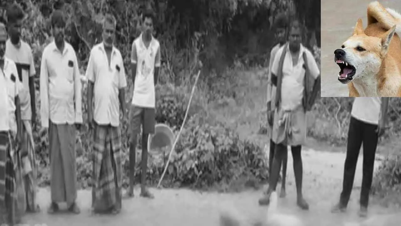  Stray dogs targeting livestock - Shocked by series of incidents Photograph: (tamilnadu) 