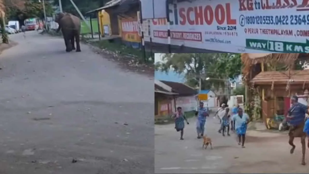  A lone wild elephant entered the village; the villagers ran away at lightning speed Photograph: (KOVAI) 