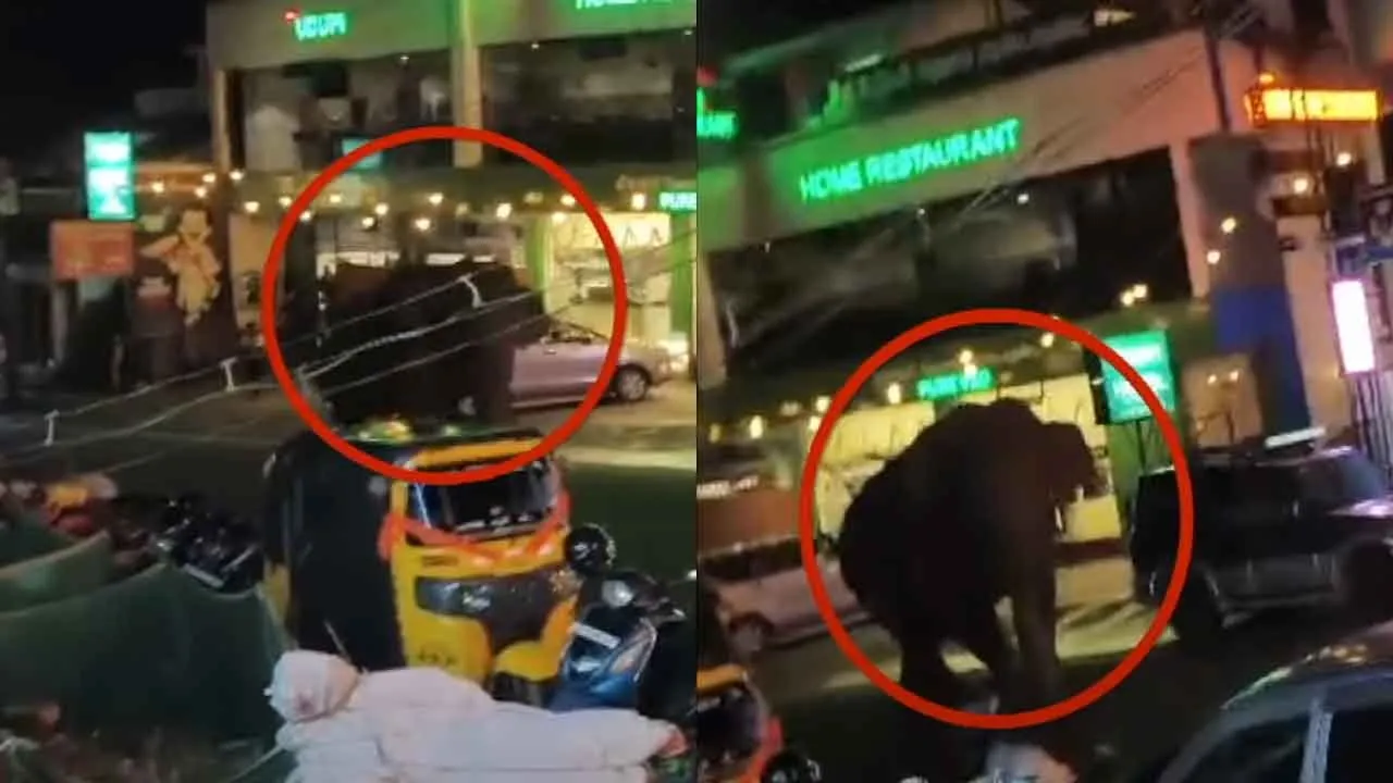  A lone wild elephant in the city; the public was shocked Photograph: (elephant) 
