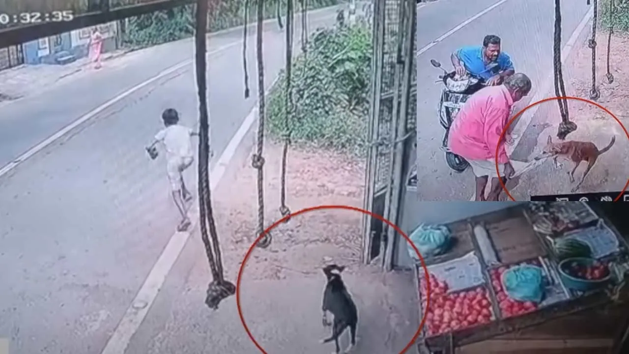  'Street dogs chased and bitten' - another shocking incident Photograph: (KANYAKUMARI) 