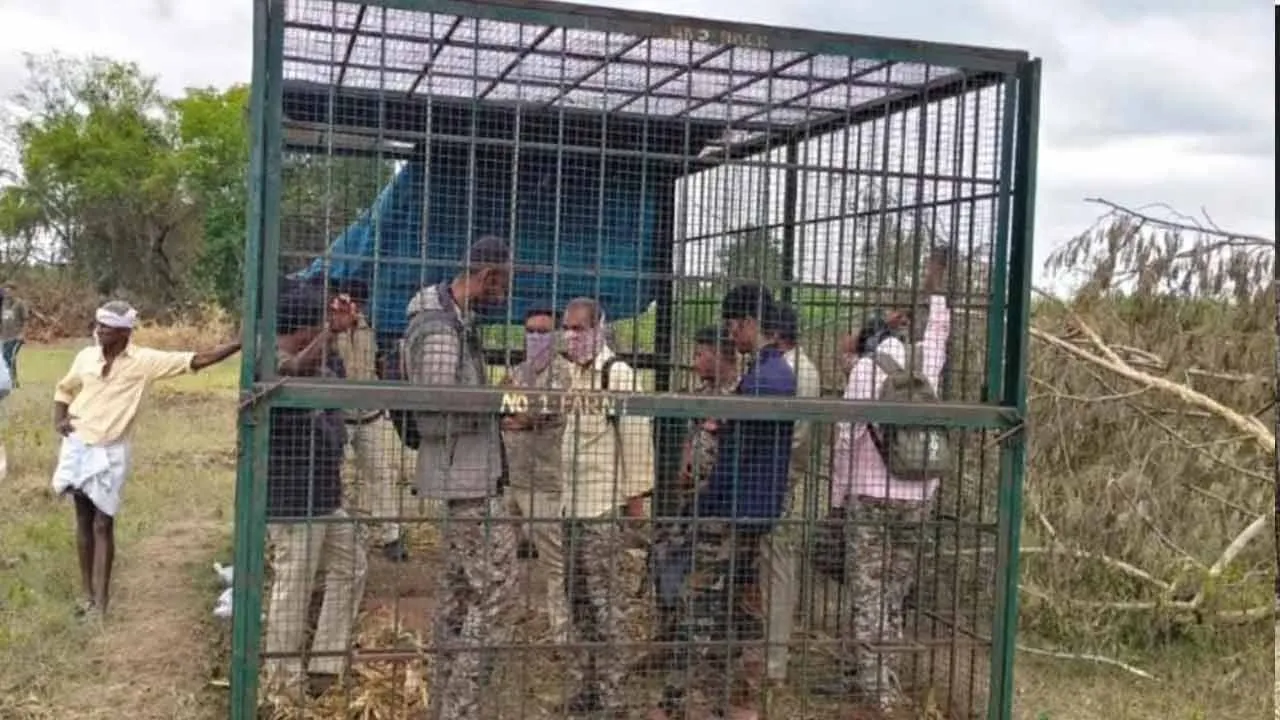  Public traps forest officials in cage Photograph: (KARNATAKA) 