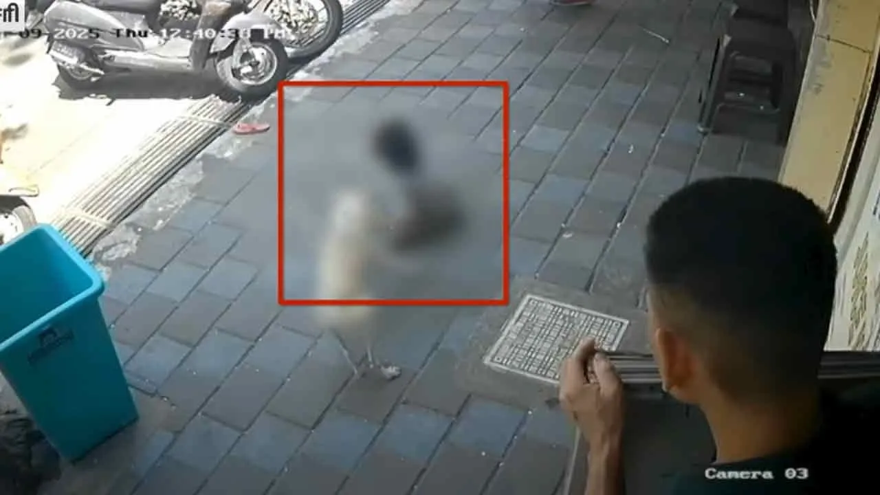  street dog incident in puducherry Photograph: (puducherry) 