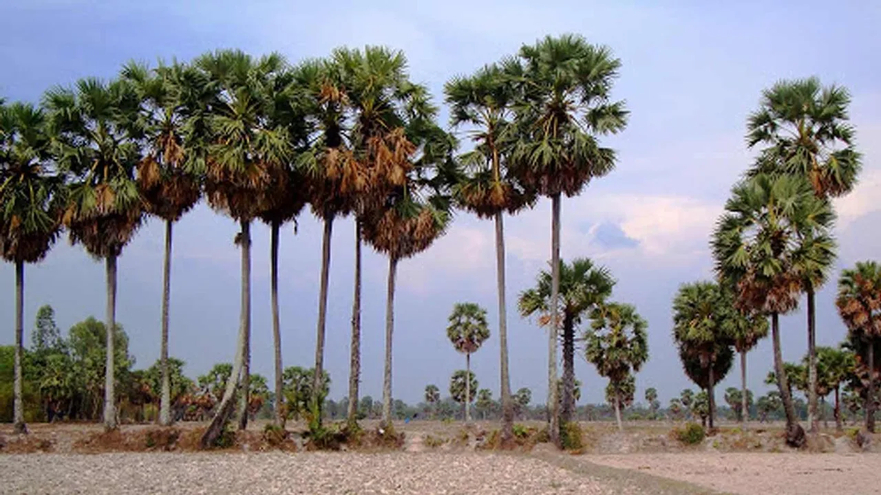  'If you cut down palm trees...' - Government order issued by the Tamil Nadu government Photograph: (tamilnadu govt) 