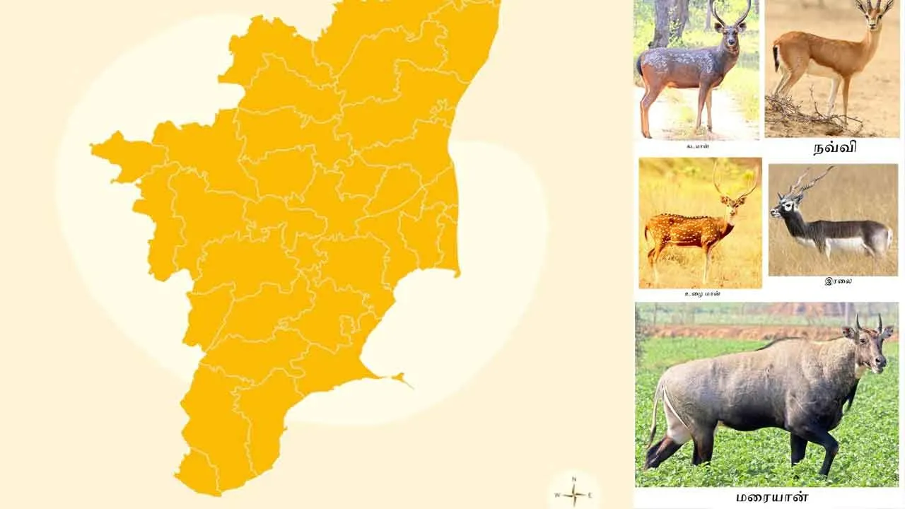  Towns all over Tamil Nadu named after deer in Sangam literature! Researcher V. Sivaranjani's information Photograph: (tamilnadu) 