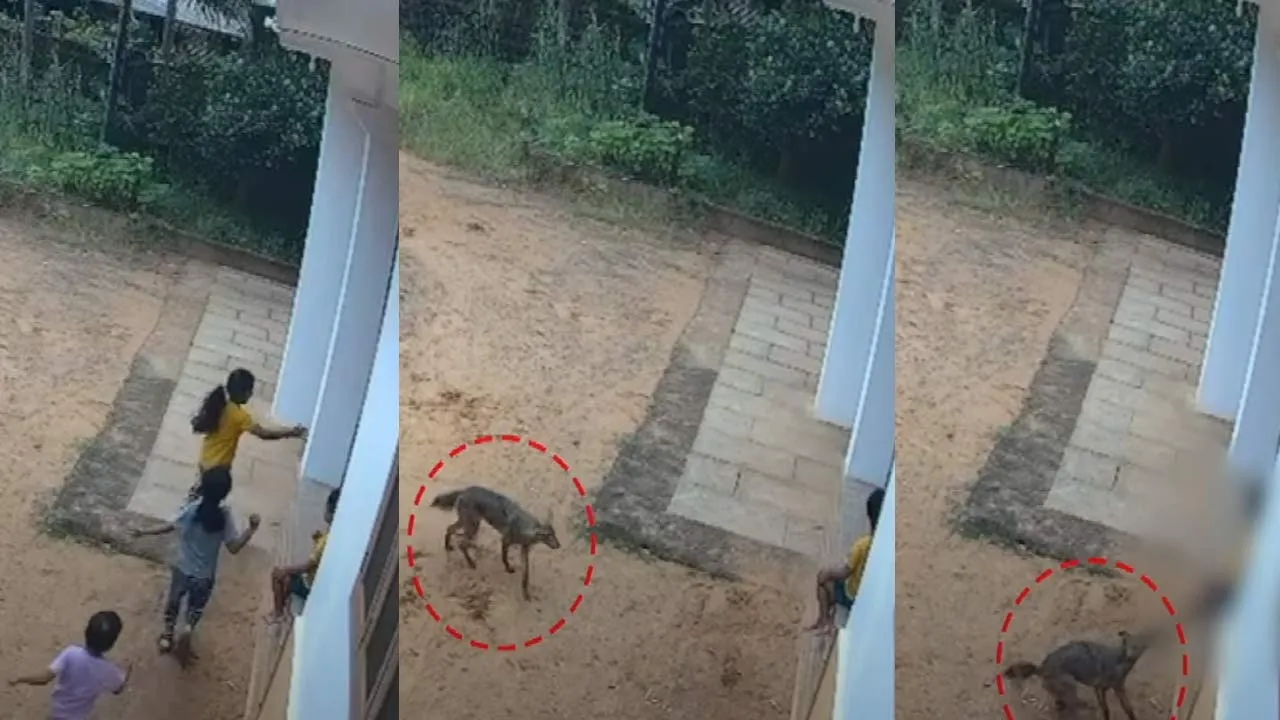  A fox entered the village - a shocking incident Photograph: (kerala) 