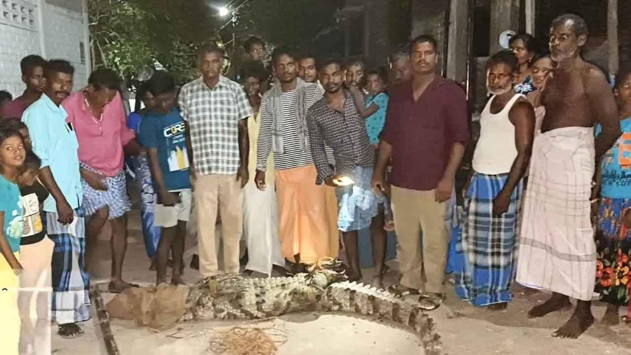  வீட்டு வாசலில் இருந்த முதலை; பத்திரமாக மீட்ட வனத்துறையினர்!