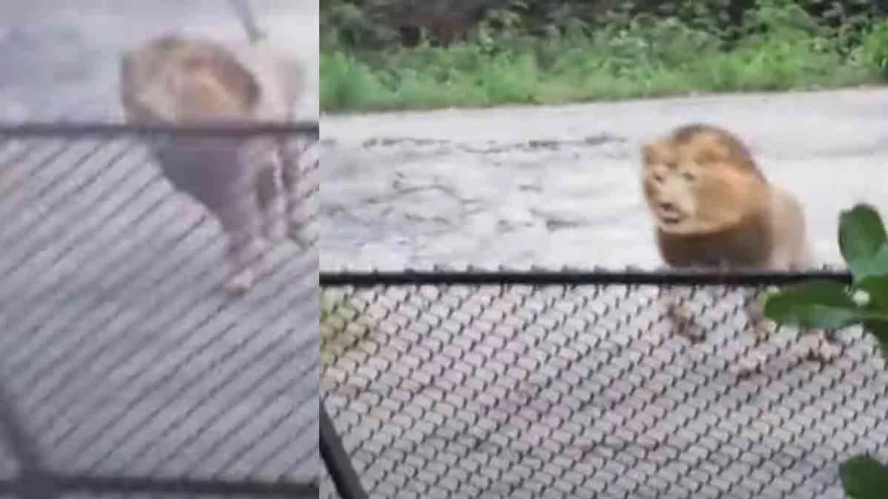  Lion missing for 3 days - Vandalur Park administration finally breathes a sigh of relief Photograph: (chennai) 