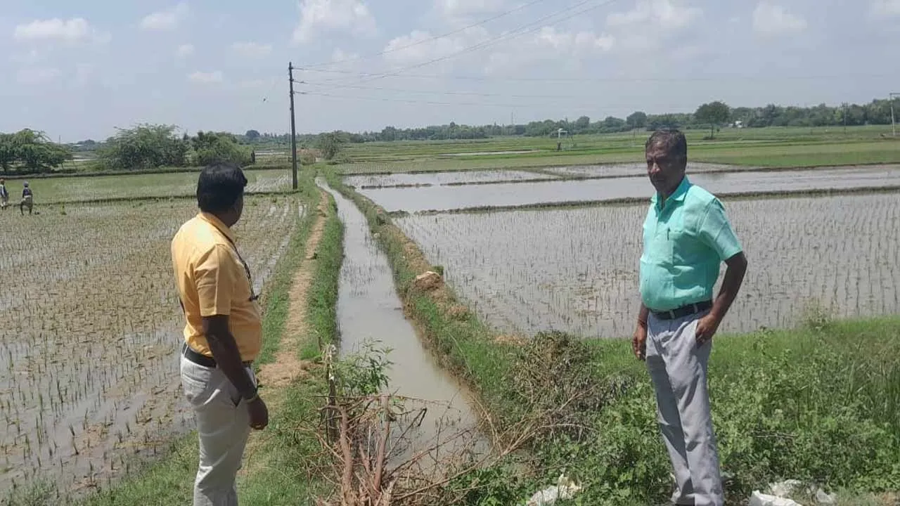  Submerged rice crops - Public Works Department workers drain them Photograph: (cuddalore) 