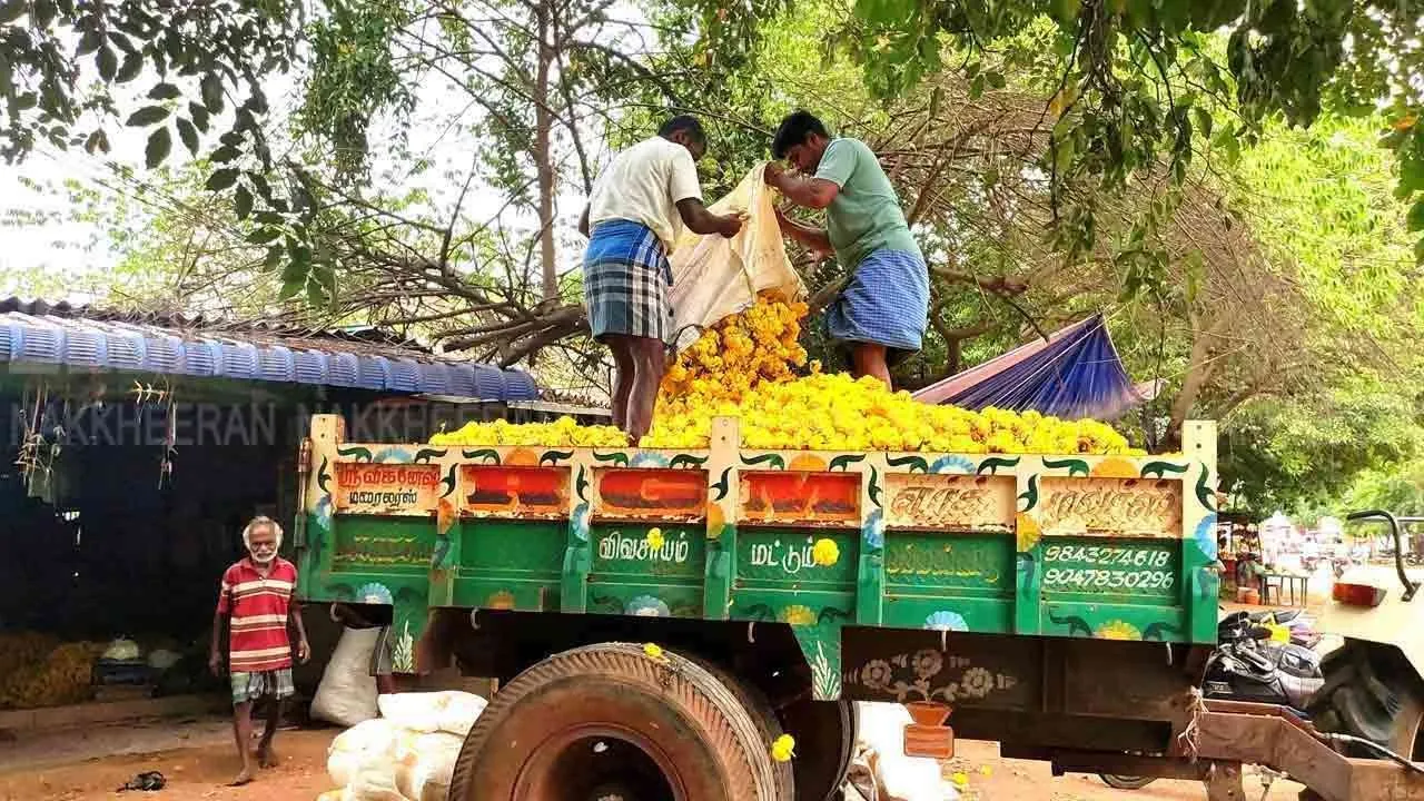  குப்பையில் கொட்டப்படும் ஹைபிரிட் பூக்கள்; வேதனையில் விவசாயிகள்!