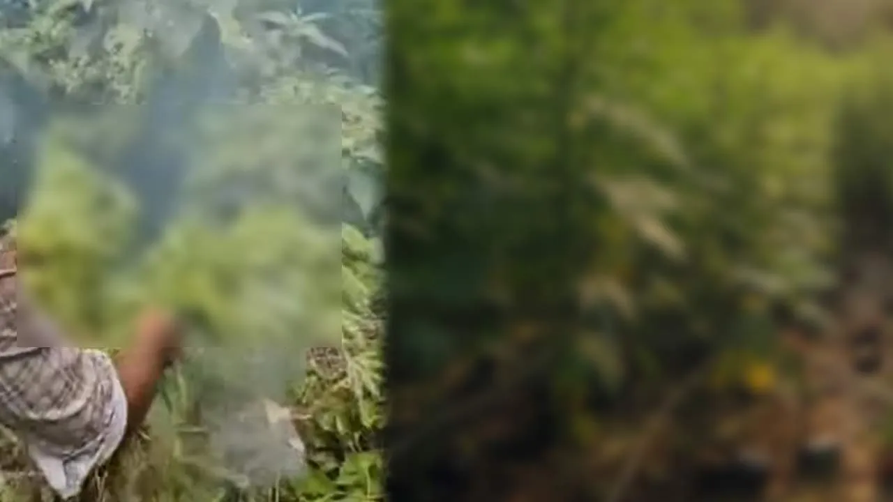  The kerala mountain - the prevention unit set it on fire Photograph: (kerala) 