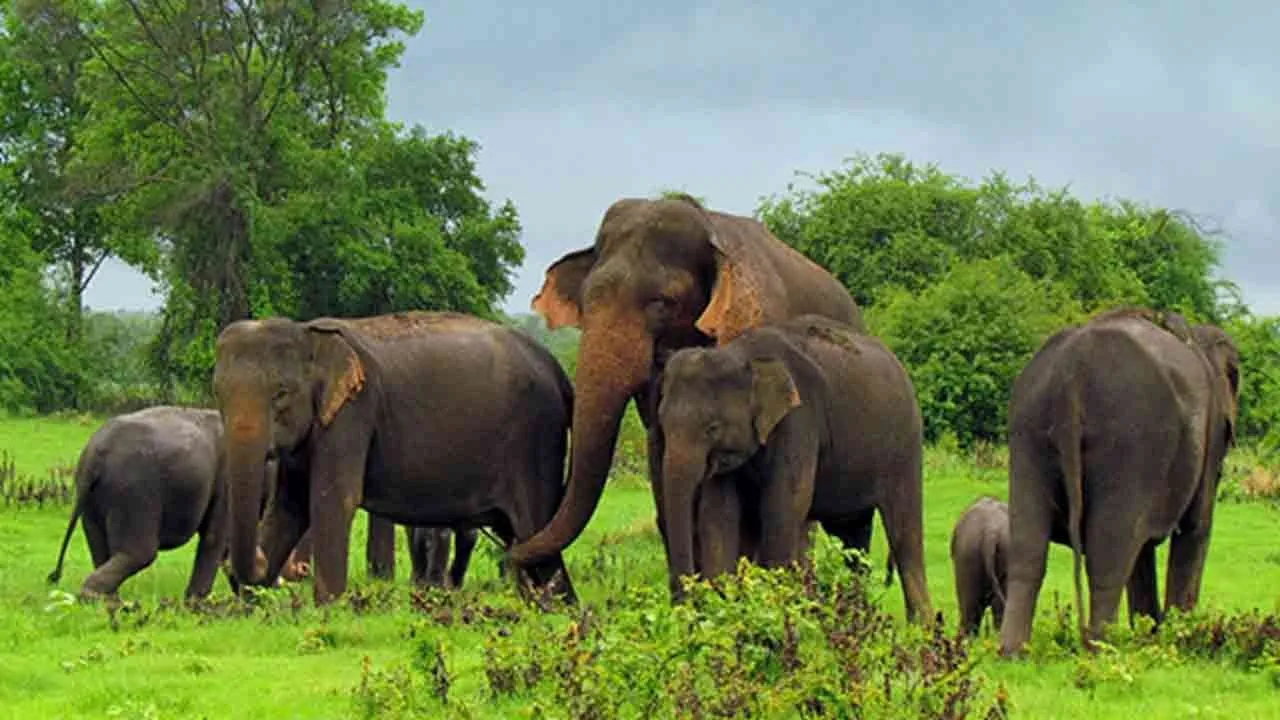  Wild elephants disappearing - naturalists in shock Photograph: (ELEPHANT) 