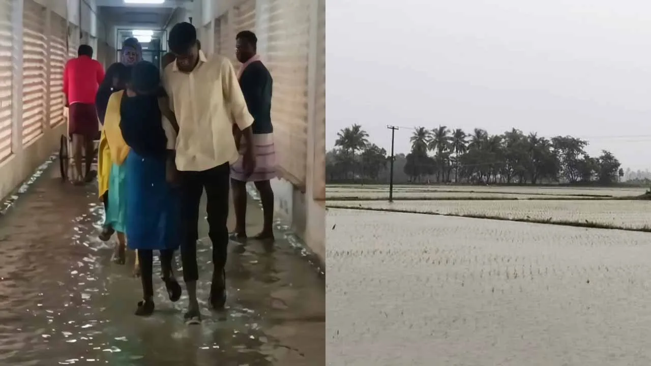  'From hospital to planting field...' - Heavy rain in Cuddalore Photograph: (CUDDALORE) 