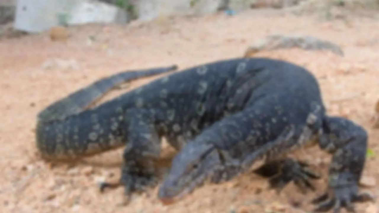  Rare iguana  - Forest Department investigation Photograph: (forest department) 