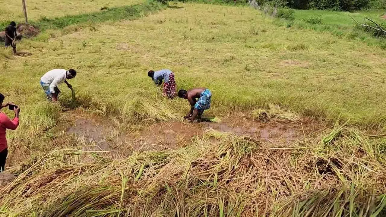  'Life is ruined by dust...' - 60 hill tribe villagers worried Photograph: (vellore) 