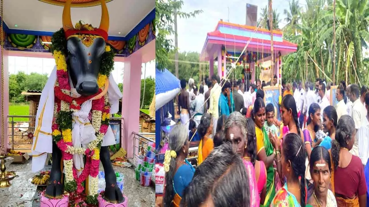  A family built a temple for the Jallikattu bull and performed a pooja 