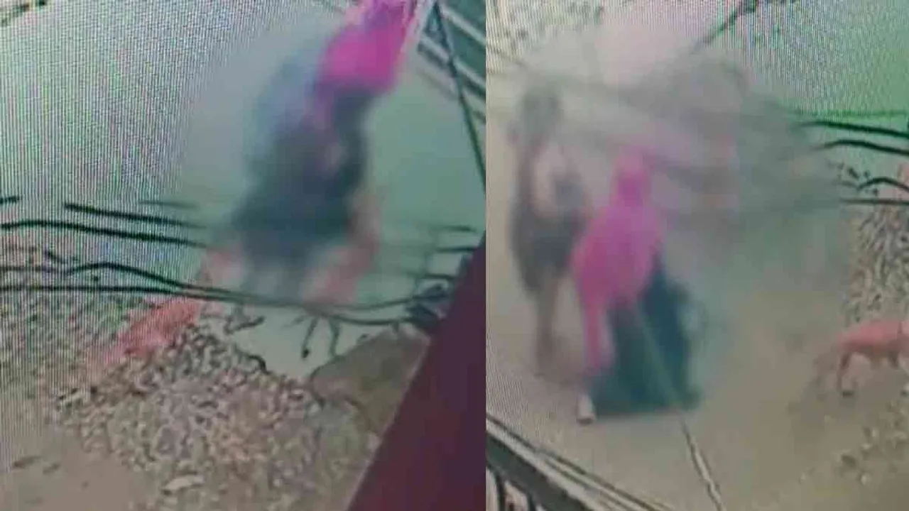  Stray dogs bite and maul girl in front of mother - shock in Pooviindavalli Photograph: (cctv) 