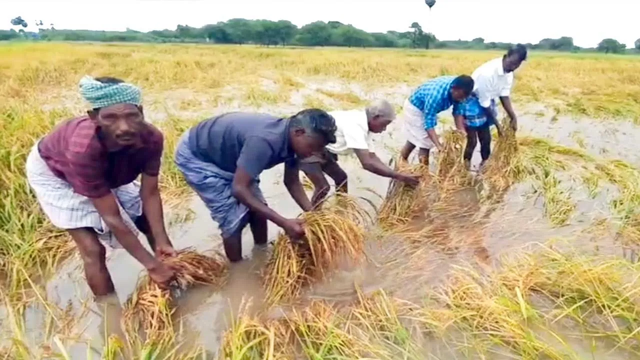  தண்ணீரில் மூழ்கிய பயிர்கள்!  கண்ணீரில் டெல்டா விவசாயிகள்!